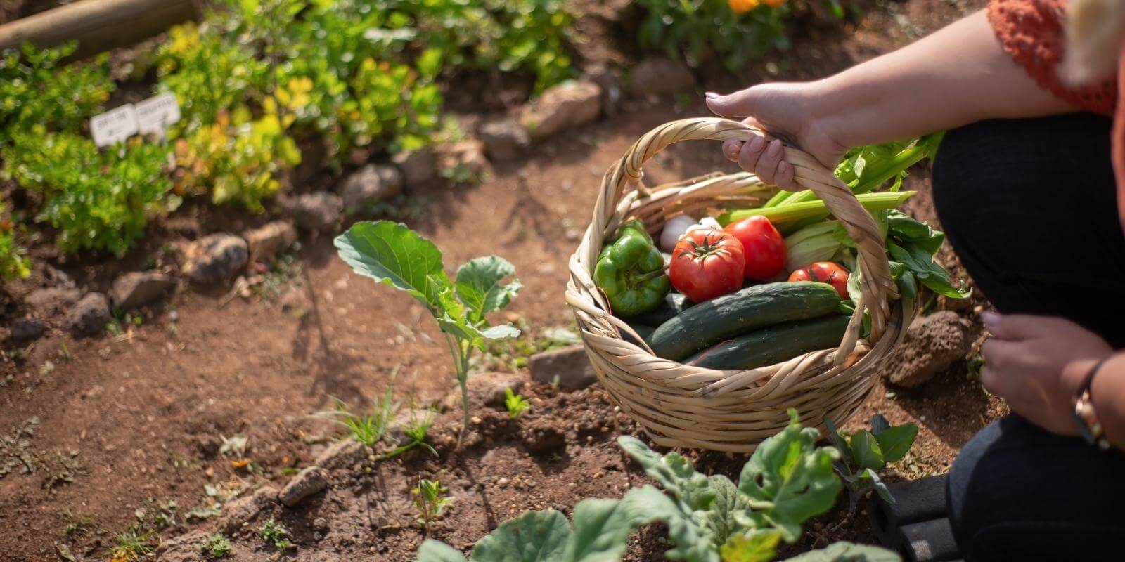 Someone in the garden with a basket of vegetables