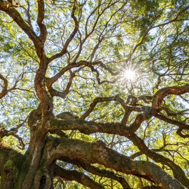 Nature Through Time