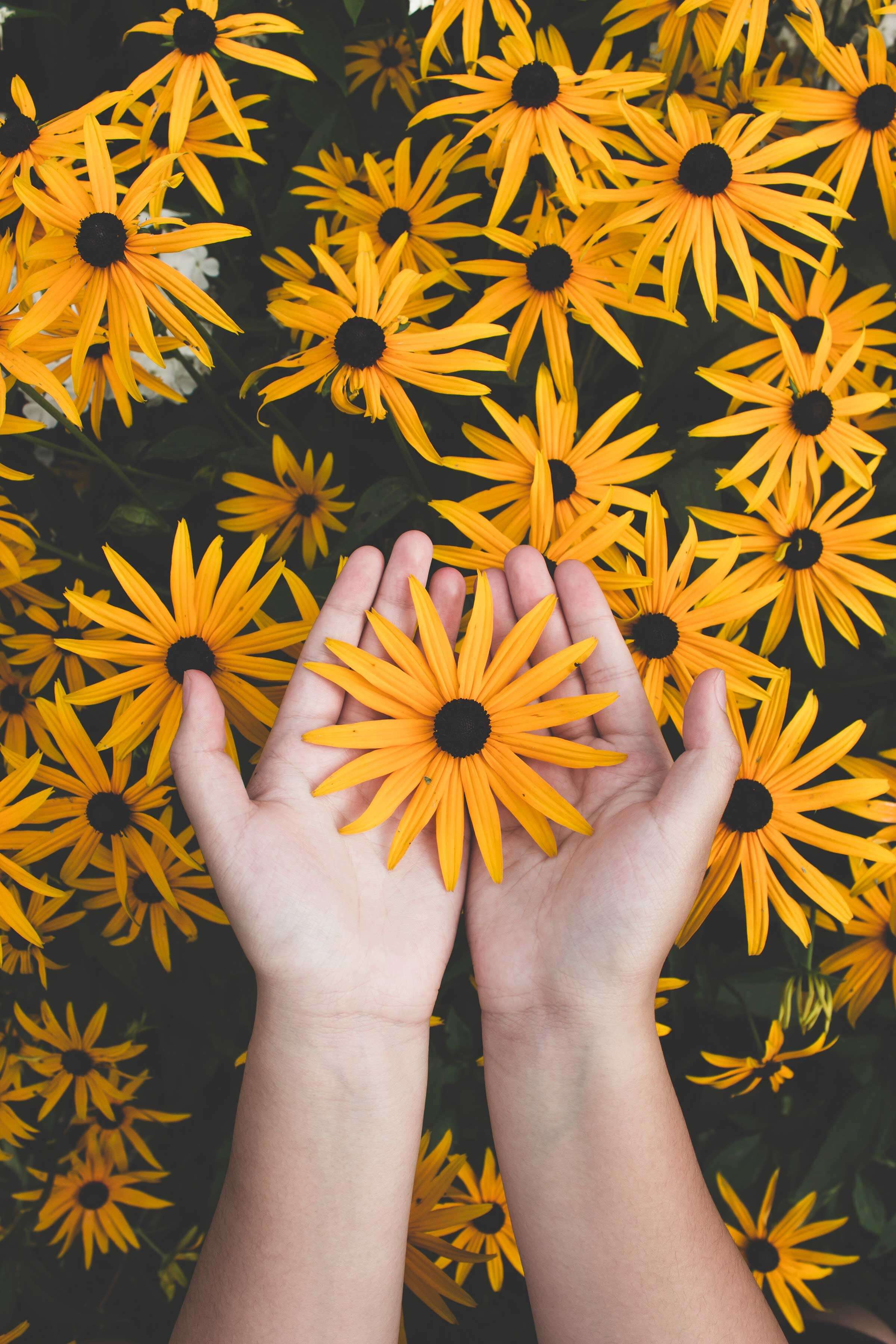 Yellow daisies with somone cupping one of the flowers with their hands