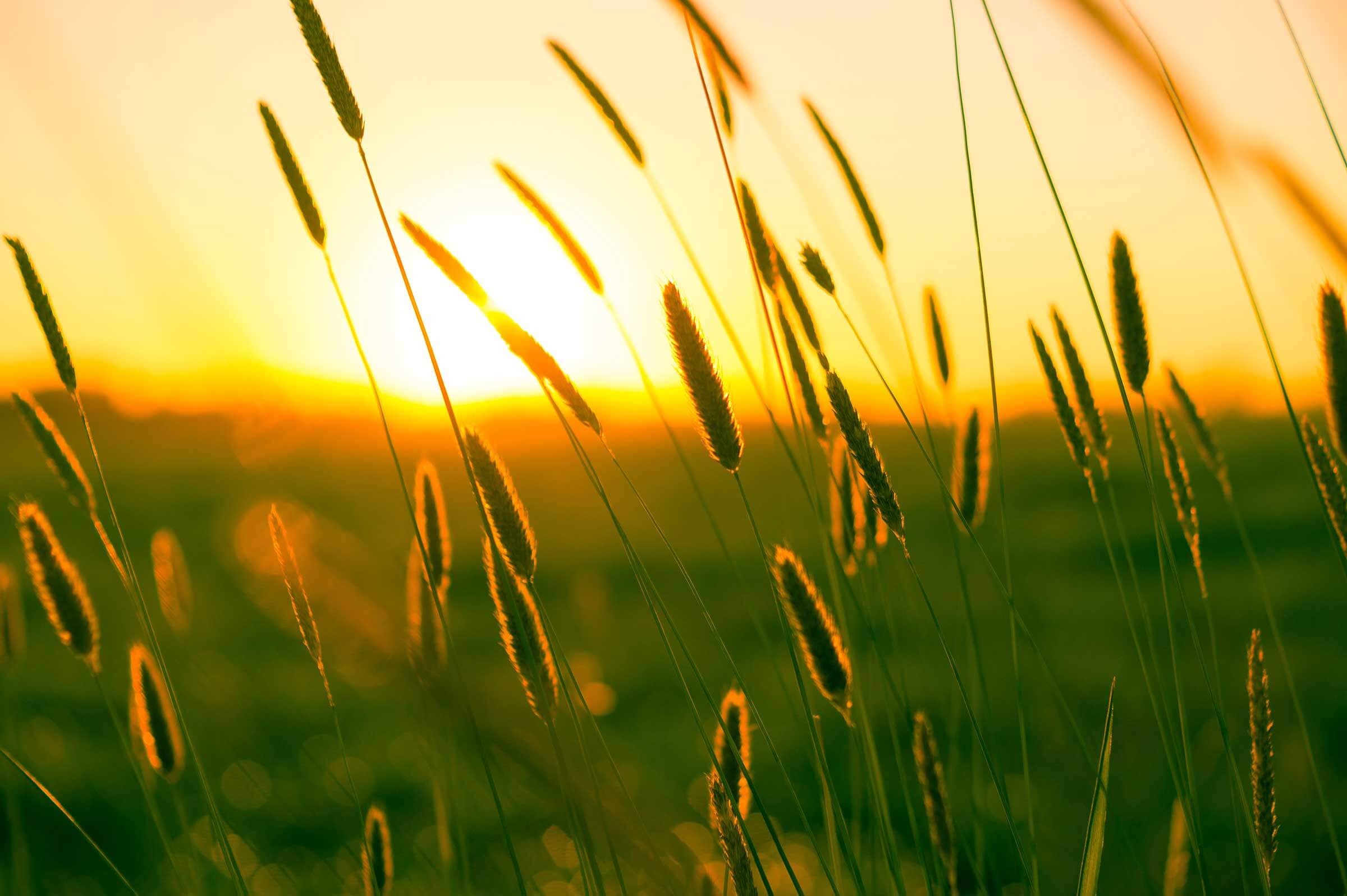 Blades of grass with the sun raising in the background
