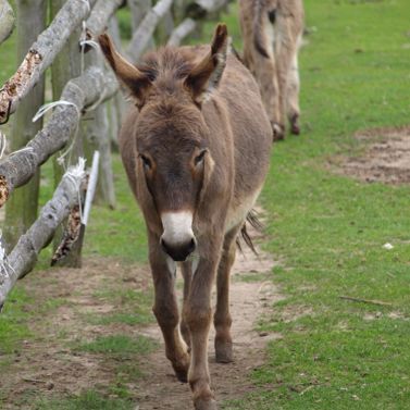 Donkeys