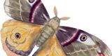 Illustration of brown and black moth