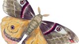Illustration of brown and black moth