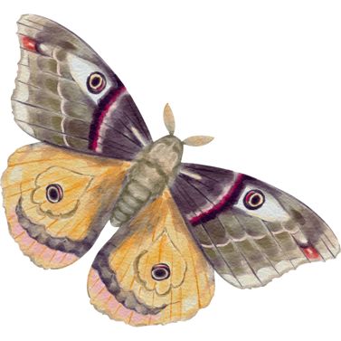 Moths