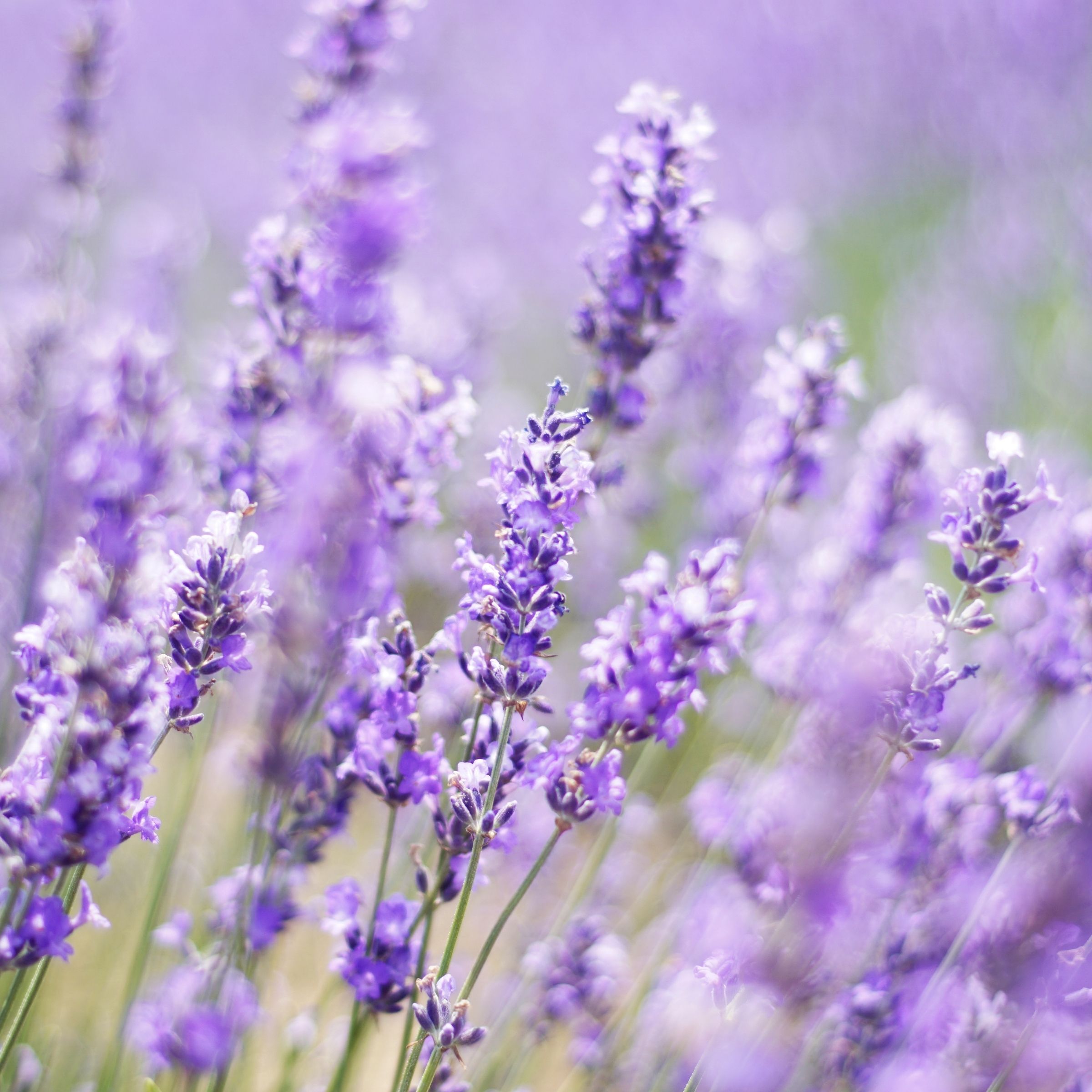 Lavender Farm (Plus One)