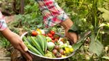 colourful vegetables being picked and placed into a bowl