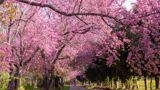 Pink blossom tree with a path running through the middle